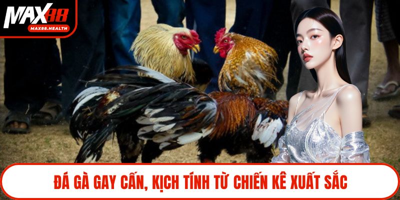 Đá gà gay cấn, kịch tính từ chiến kê xuất sắc