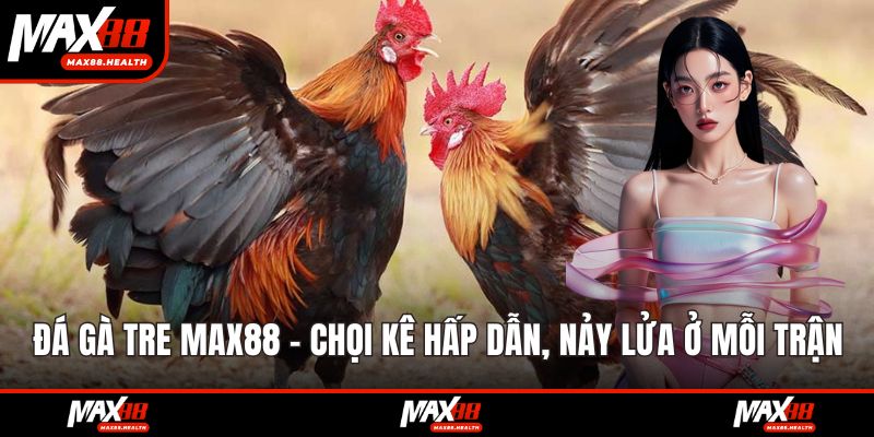 Đá gà tre max88