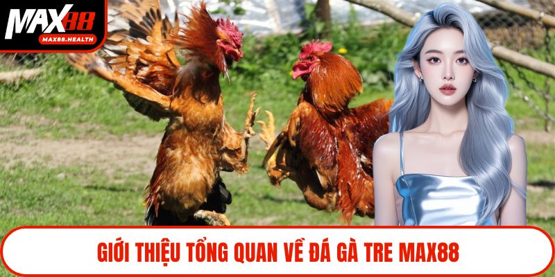 Giới thiệu tổng quan về đá gà tre Max88