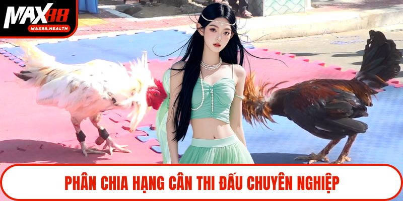 Phân chia hạng cân thi đấu chuyên nghiệp