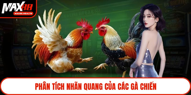 Phân tích nhãn quang của các gà chiến
