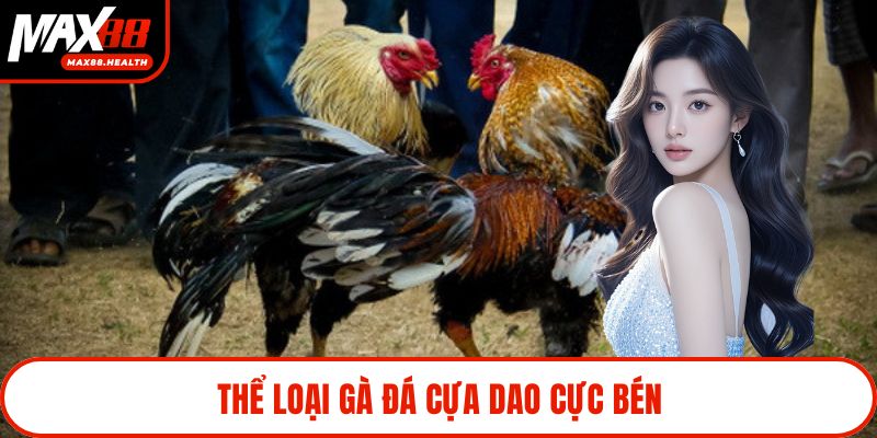 Thể loại gà đá cựa dao cực bén